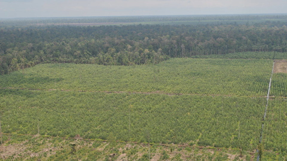 3-acacia-plantation-not-sure_reza-e1469518855773-960x540