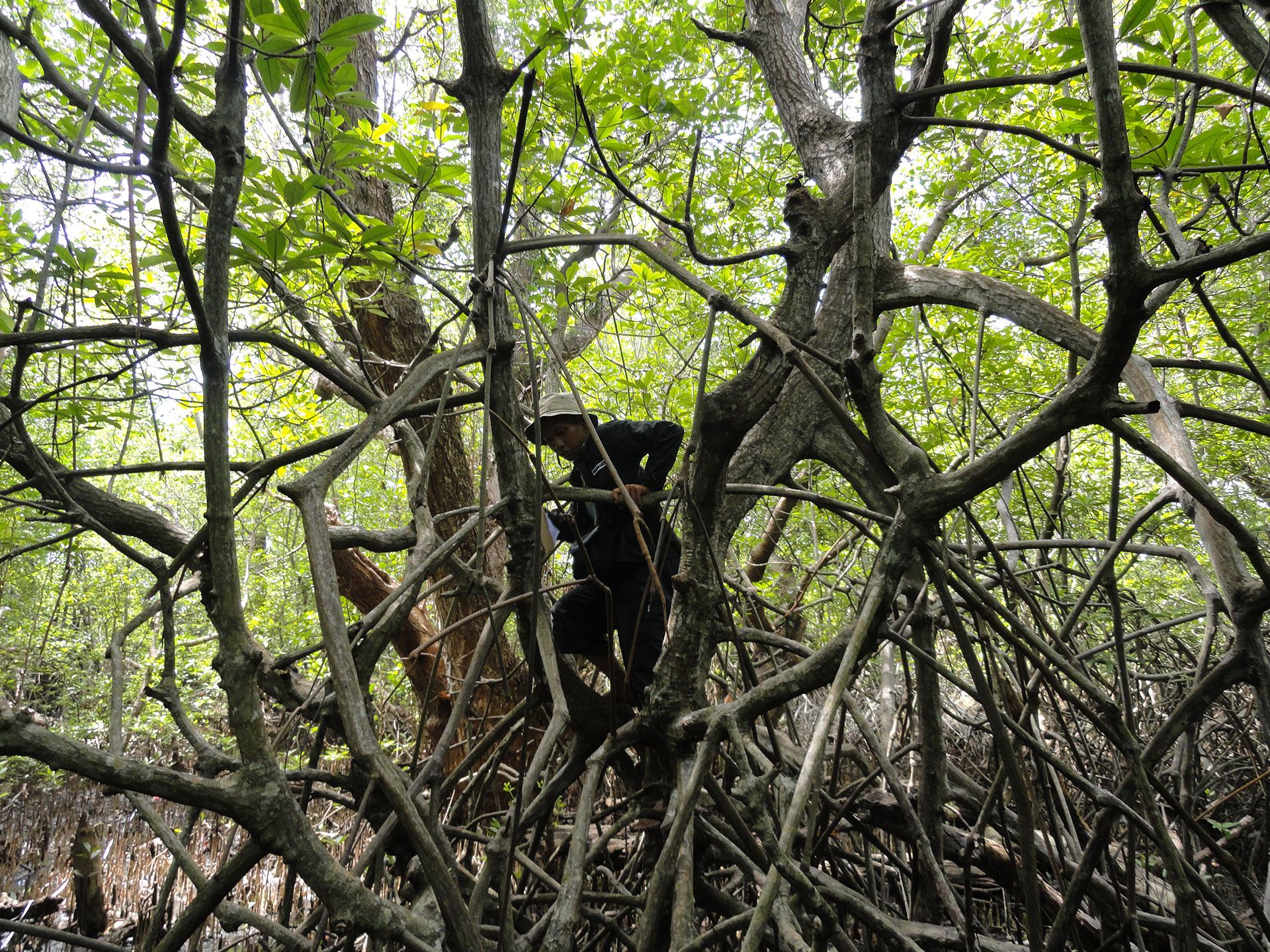 Panduan Pengenalan Mangrove di Indonesia - Wetlands International Indonesia