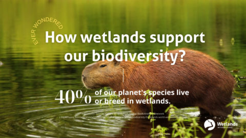 Ever-wondered-Biodiversity - Wetlands International Indonesia